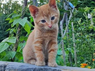 Bild 29 aus  Ferienhof Weißenbach