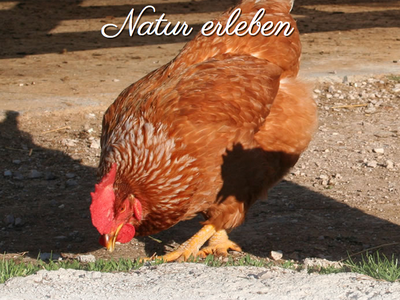 Bild 21 aus  Weidacherhof