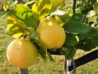 Bild 17 aus  Braunsberger Höfe