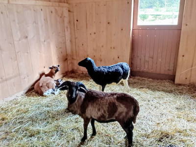 Bild 26 aus  Ferienhof am Mehlbach