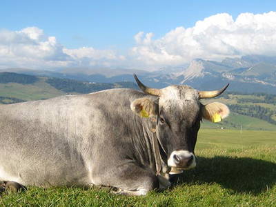 Bild 16 aus  Pristinger Hof