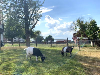 Bild 40 aus  Ferienhof Ritter im Harz