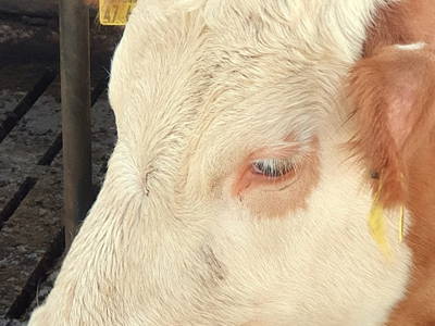 Bild 5 aus  Ferienhof Borchers