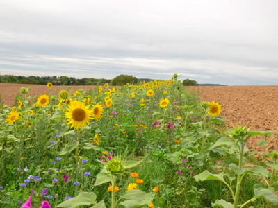 Bild 5 aus  Rouvenhof