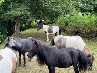 Bild 25 aus  Reit-, Pensions- und Ferienhof Zehendner