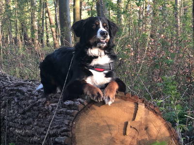 Bild 41 aus  Ferienhof Dingeldey