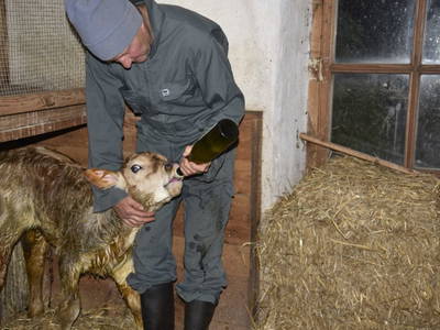 Bild 10 aus  Natürliches Ferienwohnen