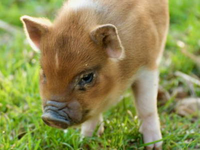 Bild 12 aus  Luminohof