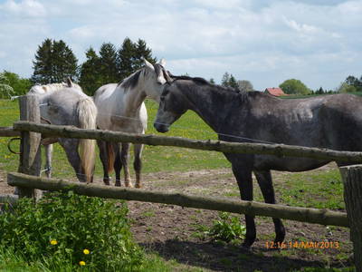 Bild 41 aus  FerienGut Dalwitz     www.feriengutdalwitz.de