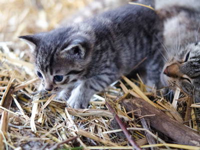 Bild 9 aus  Ökoferienhof Retzbach