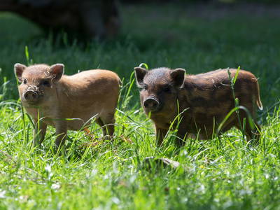 Bild 3 aus  Gut Friederikenhof