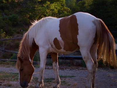 Bild 11 aus  Agriturismo Valle Chiappella