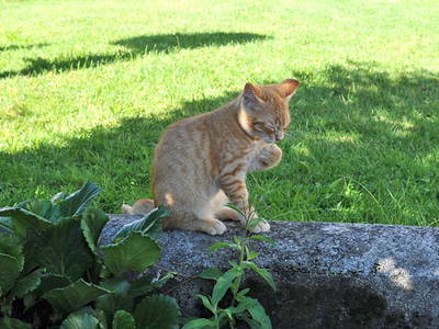 Bild 8 aus  Ferienhof Moyer