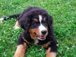 Bild 15 aus  Ferienwohnungen Strobel Eichstegen