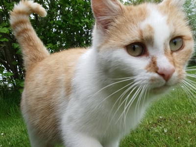 Bild 22 aus  Ferienhof Nordorfer Grashaus