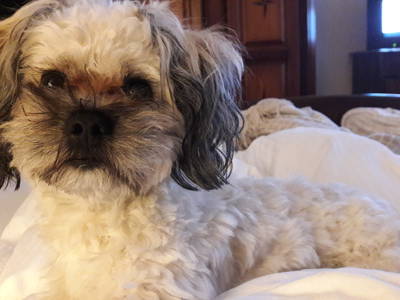 Bild 16 aus  Ferien & Reiterhof Landgut Lischow