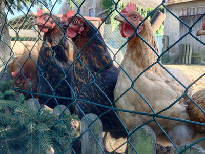 Bild 8 aus  Ferienhof Tillich - Erholsamer Landurlaub nahe dem Spreewald