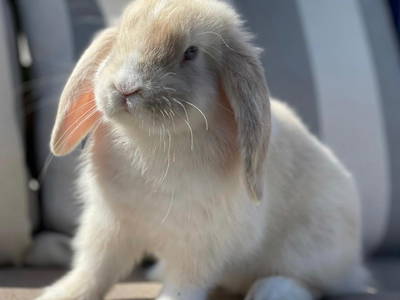 Bild 37 aus  Nübbelhof