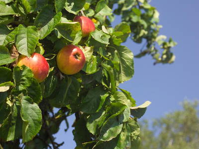 Bild 46 aus  Ferien am Schloss