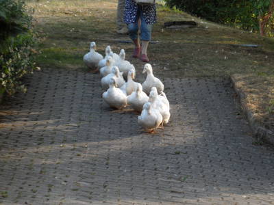 Bild 17 aus  Steffahof - Mitglied von LandSelection