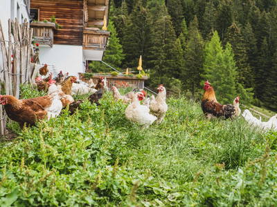 Bild 20 aus  Wiesbauer - Urlaub in Schenna - Südtirol