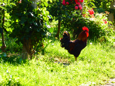 Bild 23 aus  Schloss Englar ****