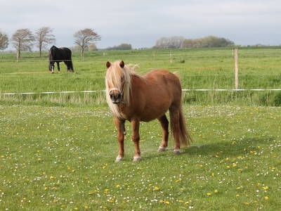 Bild 31 aus  Hof Sassen