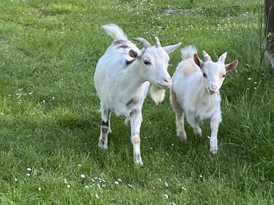 Bild 13 aus  Ferienhof Messer  Bauernhofurlaub  Ostseenähe  Ponys