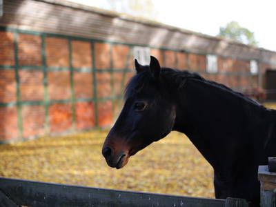 Pferdeglück auf dem Evershof