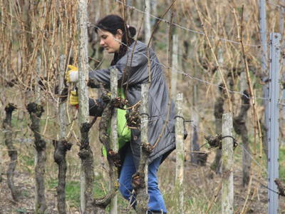 Bild 6 aus  Ferienweingut Becker