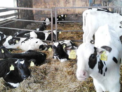 Bild 18 aus  Bauernhof Laave