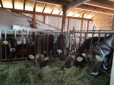 Bild 15 aus  Ratscheinerhof