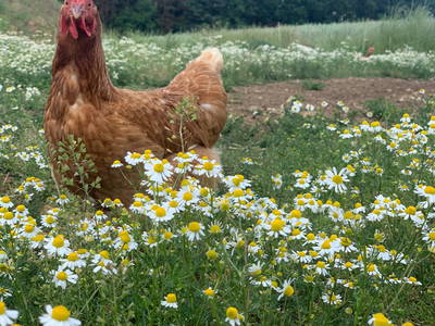 Bild 39 aus  Ferienhof Dingeldey