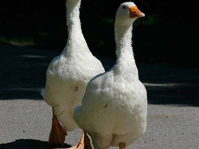 Bild 16 aus  Gästehaus und Biohof Sonnenstatter