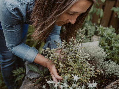 Origano aus der Kräuterecke, bedienen Sie sich!