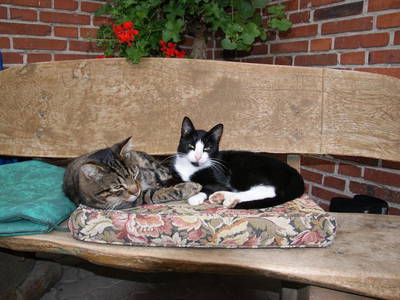 Bild 20 aus  Ferienhof Siemen