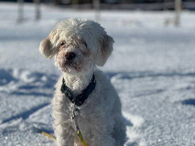 Bild 15 aus  Bergbauernhof Aichele