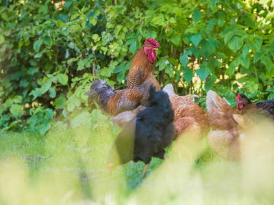 Bild 14 aus  Bioland Bauernhof Hausergut