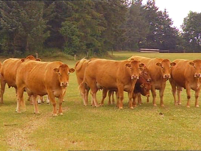 Bild 11 aus  Ferienhof Ebsen