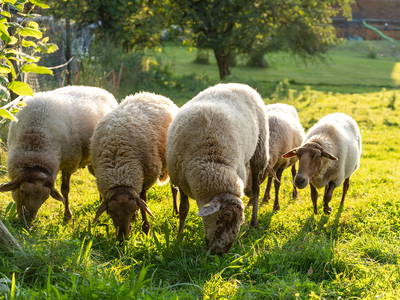 Bild 58 aus  LandSelection Hagerhof