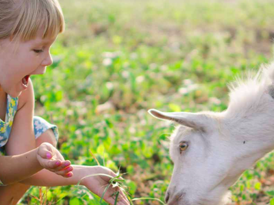 Bild 6 aus  Agriturismo Il Roccolo