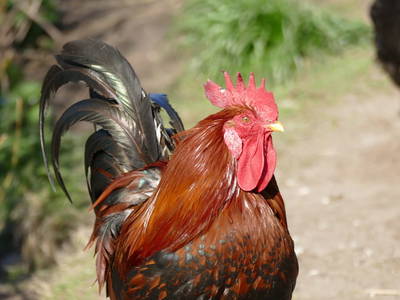 Bild 21 aus  Bauernhof Claussen Fehmarn