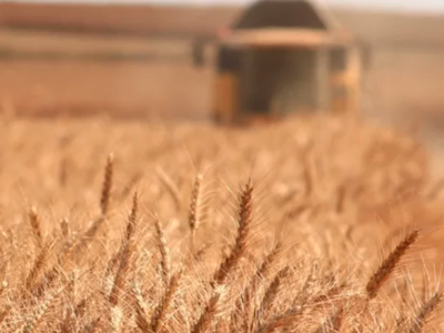 Bild 16 aus  Knödler Stadel