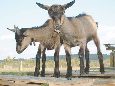 Bild 6 aus  Ferienhof Schaffer