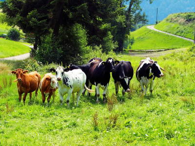 Bild 8 aus  Hochenhof