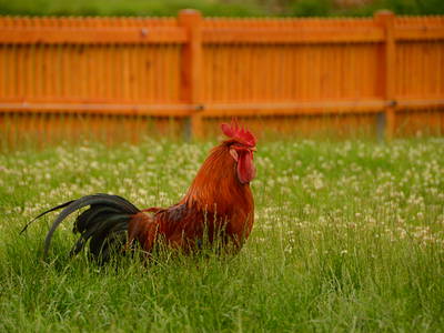 Bild 34 aus  Ostseeferienhof Tralau