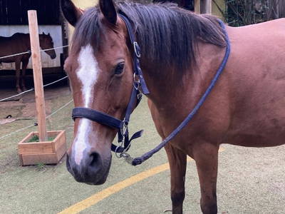 Bild 12 aus  Arabian Harmony