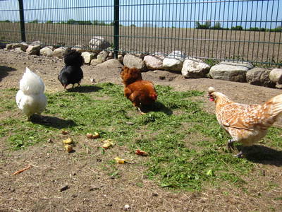 Bild 16 aus  Ostseeferienhof  Stoldt