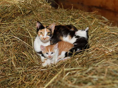 Schnucki und ihre Kinder