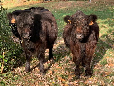 Bild 14 aus  Le Colombié - Ferienhäuser an der Dordogne mieten